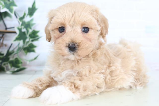 福岡県のマルプー(マルチーズ×プードル) (Coo&RIKU小倉店/2025年12月18日生まれ/男の子/クリーム)の子犬の3枚目の画像