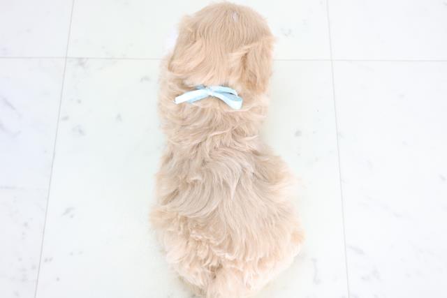 福岡県のマルプー(マルチーズ×プードル) (Coo&RIKU小倉店/2025年12月18日生まれ/男の子/クリーム)の子犬の4枚目の画像