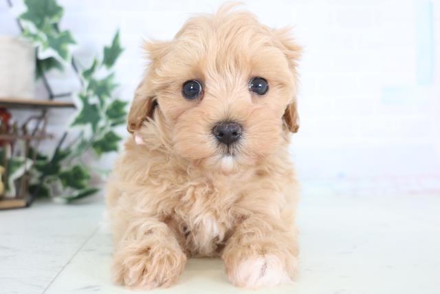 鳥取県のマルプー(マルチーズ×プードル) (Coo&RIKUラ・ムー鳥取東店/2025年12月18日生まれ/女の子/クリーム)の子犬の1枚目の画像