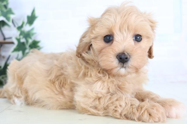 鳥取県のマルプー(マルチーズ×プードル) (Coo&RIKUラ・ムー鳥取東店/2025年12月18日生まれ/女の子/クリーム)の子犬の2枚目の画像