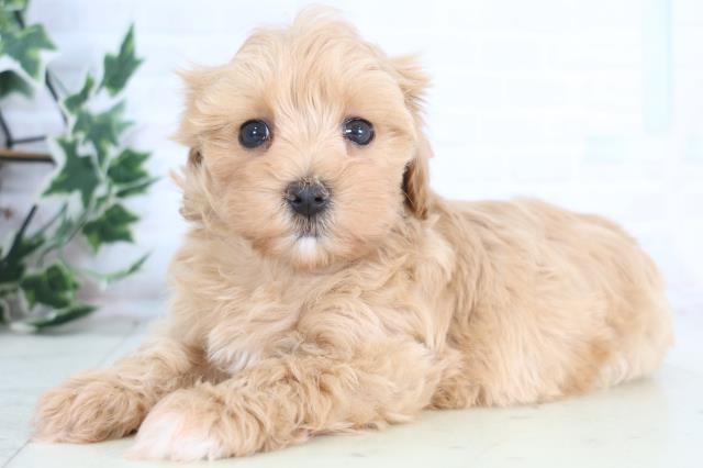 鳥取県のマルプー(マルチーズ×プードル) (Coo&RIKUラ・ムー鳥取東店/2025年12月18日生まれ/女の子/クリーム)の子犬の3枚目の画像