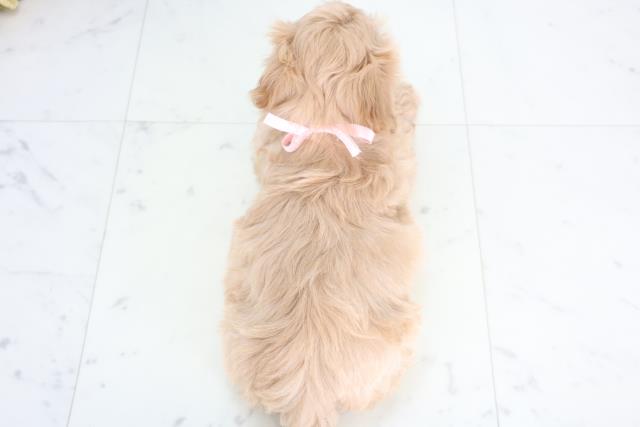 鳥取県のマルプー(マルチーズ×プードル) (Coo&RIKUラ・ムー鳥取東店/2025年12月18日生まれ/女の子/クリーム)の子犬の4枚目の画像