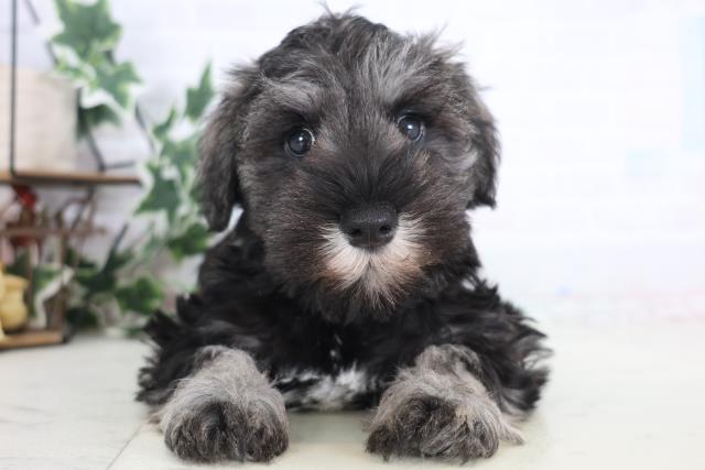 島根県のミニチュアシュナウザー (Coo&RIKU出雲店/2025年12月18日生まれ/男の子/ソルトペッパー)の子犬の1枚目の画像