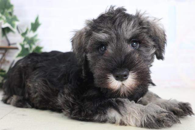 島根県のミニチュアシュナウザー (Coo&RIKU出雲店/2025年12月18日生まれ/男の子/ソルトペッパー)の子犬の2枚目の画像