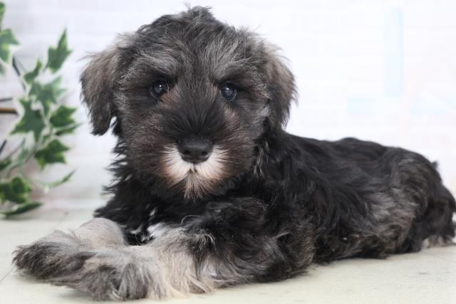 島根県のミニチュアシュナウザー (Coo&RIKU出雲店/2025年12月18日生まれ/男の子/ソルトペッパー)の子犬の3枚目の画像