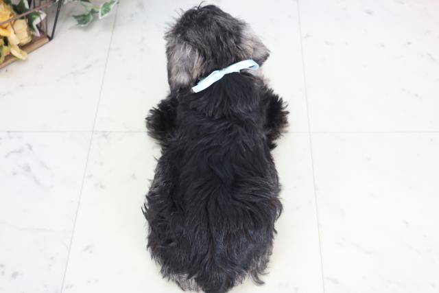 島根県のミニチュアシュナウザー (Coo&RIKU出雲店/2025年12月18日生まれ/男の子/ソルトペッパー)の子犬の4枚目の画像