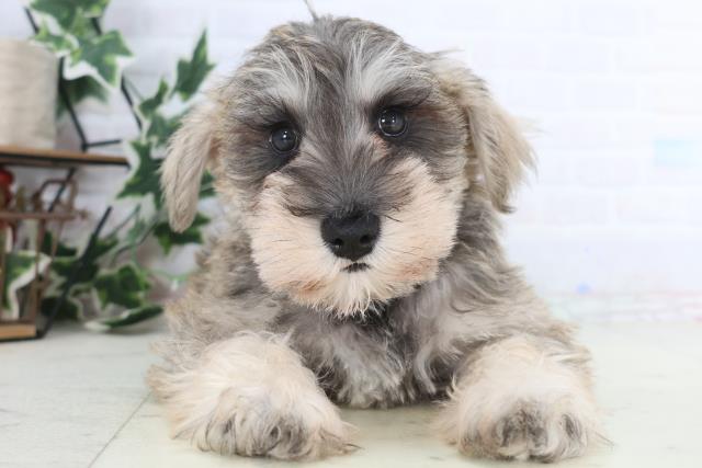 福岡県のミニチュアシュナウザー (Coo&RIKU大牟田店/2025年12月18日生まれ/男の子/ソルトペッパー)の子犬の1枚目の画像