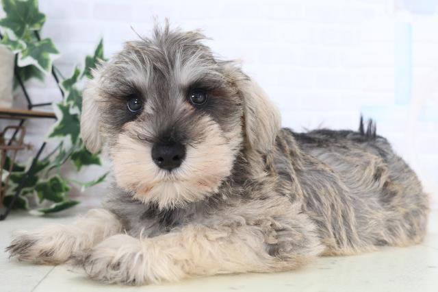 福岡県のミニチュアシュナウザー (Coo&RIKU大牟田店/2025年12月18日生まれ/男の子/ソルトペッパー)の子犬の3枚目の画像