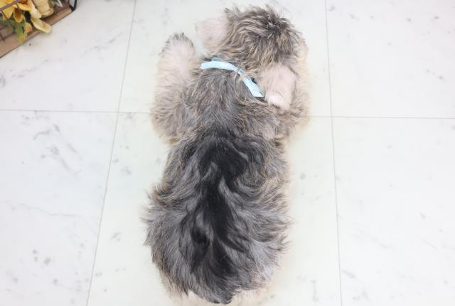 福岡県のミニチュアシュナウザー (Coo&RIKU大牟田店/2025年12月18日生まれ/男の子/ソルトペッパー)の子犬の4枚目の画像