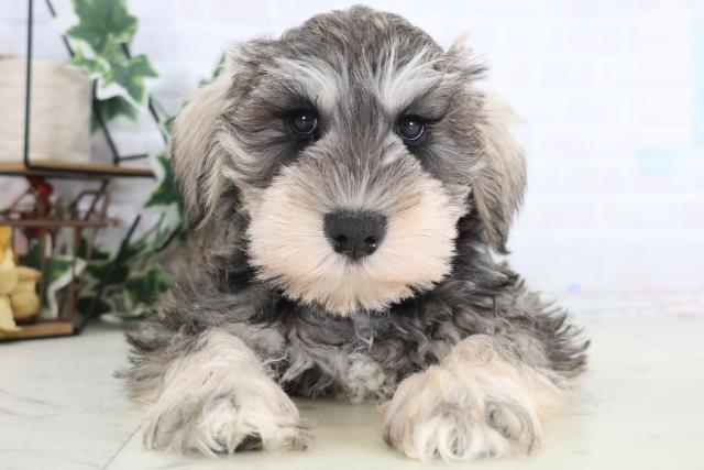 熊本県のミニチュアシュナウザー (Coo&RIKUカリーノ玉名店/2025年12月18日生まれ/男の子/ソルトペッパー)の子犬の1枚目の画像