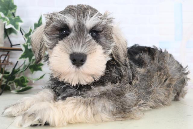 熊本県のミニチュアシュナウザー (Coo&RIKUカリーノ玉名店/2025年12月18日生まれ/男の子/ソルトペッパー)の子犬の3枚目の画像