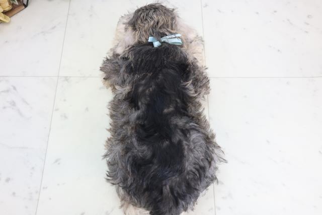 熊本県のミニチュアシュナウザー (Coo&RIKUカリーノ玉名店/2025年12月18日生まれ/男の子/ソルトペッパー)の子犬の4枚目の画像