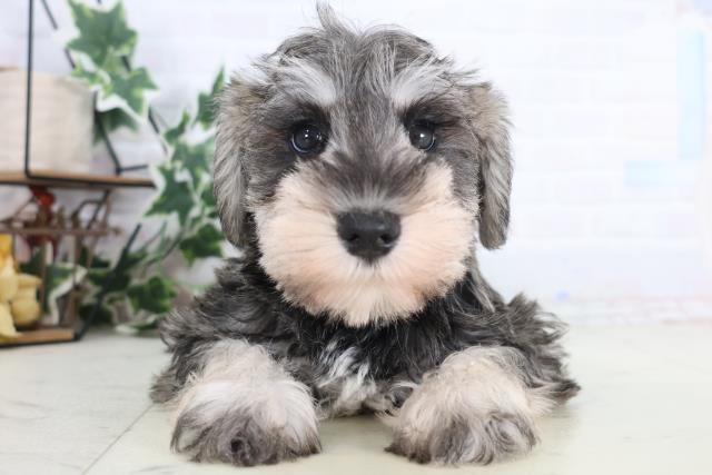 福岡県のミニチュアシュナウザー (Coo&RIKU福岡古賀店/2025年12月18日生まれ/女の子/ソルトペッパー)の子犬の1枚目の画像