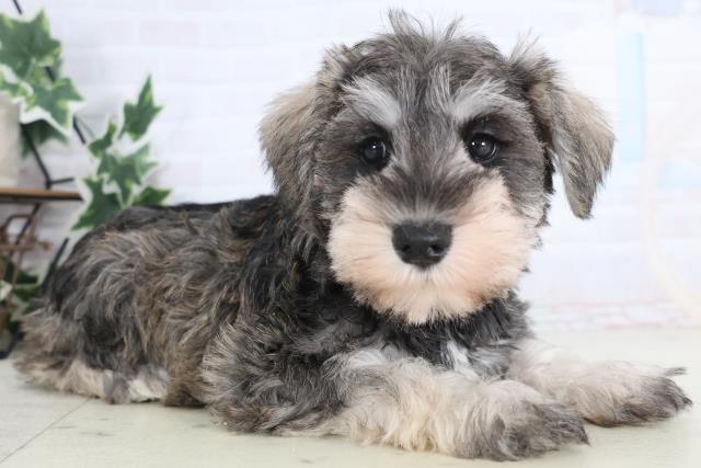 福岡県のミニチュアシュナウザー (Coo&RIKU福岡古賀店/2025年12月18日生まれ/女の子/ソルトペッパー)の子犬の2枚目の画像