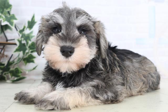 福岡県のミニチュアシュナウザー (Coo&RIKU福岡古賀店/2025年12月18日生まれ/女の子/ソルトペッパー)の子犬の3枚目の画像