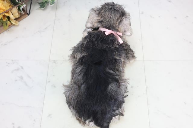福岡県のミニチュアシュナウザー (Coo&RIKU福岡古賀店/2025年12月18日生まれ/女の子/ソルトペッパー)の子犬の4枚目の画像