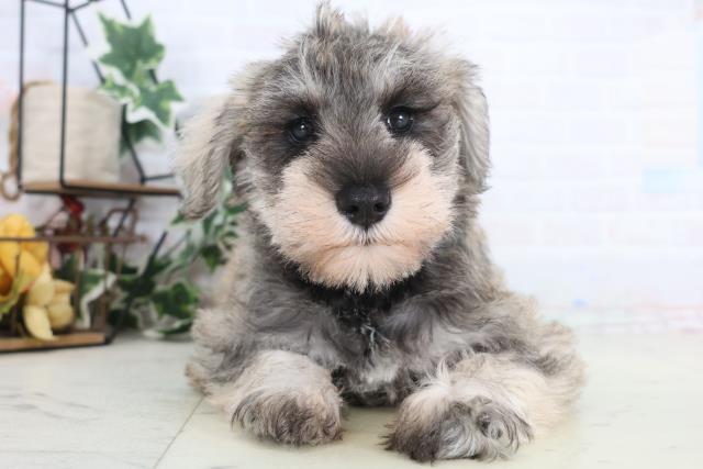 熊本県のミニチュアシュナウザー (Coo&RIKU宇土シティモール店/2025年12月18日生まれ/女の子/ソルトペッパー)の子犬の1枚目の画像