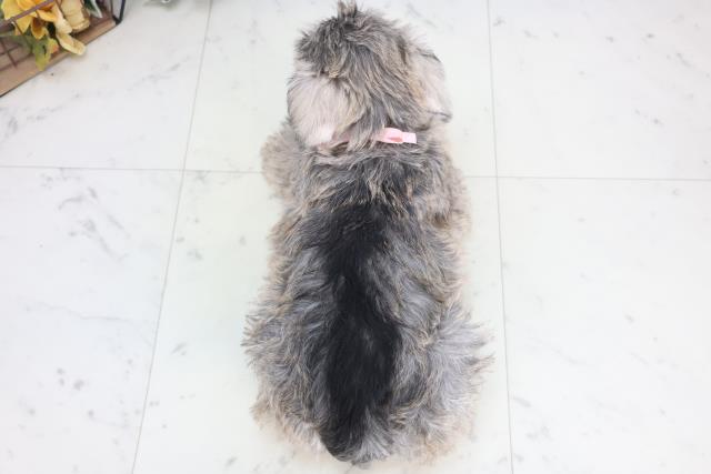 熊本県のミニチュアシュナウザー (Coo&RIKU宇土シティモール店/2025年12月18日生まれ/女の子/ソルトペッパー)の子犬の4枚目の画像