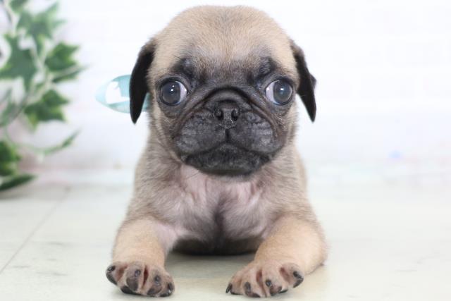 鳥取県のパグ (Coo&RIKUラ・ムー鳥取東店/2025年12月20日生まれ/男の子/フォーン)の子犬の1枚目の画像