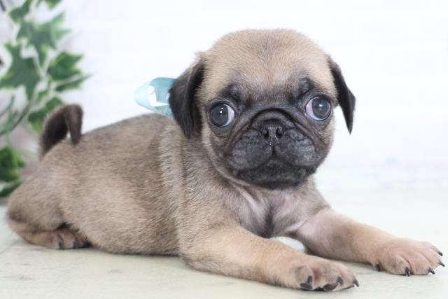 鳥取県のパグ (Coo&RIKUラ・ムー鳥取東店/2025年12月20日生まれ/男の子/フォーン)の子犬の2枚目の画像