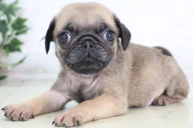 鳥取県のパグ (Coo&RIKUラ・ムー鳥取東店/2025年12月20日生まれ/男の子/フォーン)の子犬の3枚目の画像