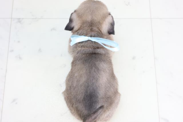 鳥取県のパグ (Coo&RIKUラ・ムー鳥取東店/2025年12月20日生まれ/男の子/フォーン)の子犬の4枚目の画像