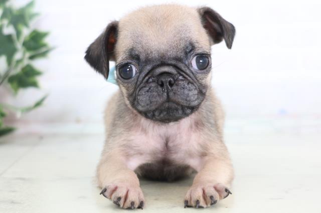 広島県のパグ (Coo&RIKU福山店/2025年12月20日生まれ/男の子/フォーン)の子犬の1枚目の画像