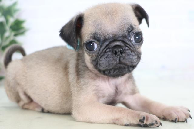 広島県のパグ (Coo&RIKU福山店/2025年12月20日生まれ/男の子/フォーン)の子犬の2枚目の画像