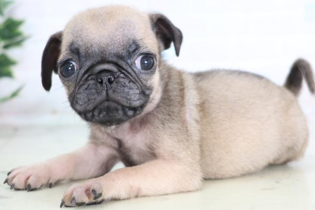 広島県のパグ (Coo&RIKU福山店/2025年12月20日生まれ/男の子/フォーン)の子犬の3枚目の画像