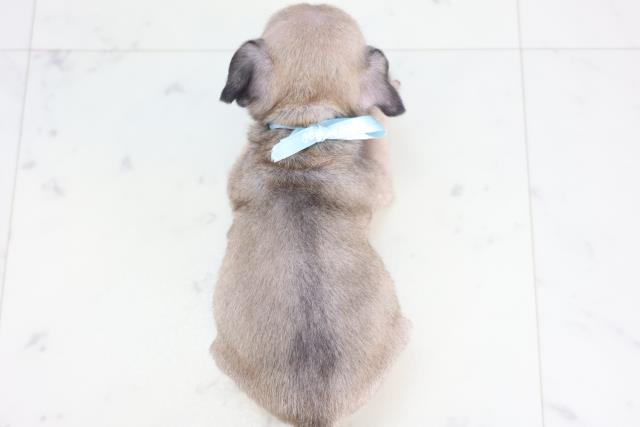 広島県のパグ (Coo&RIKU福山店/2025年12月20日生まれ/男の子/フォーン)の子犬の4枚目の画像