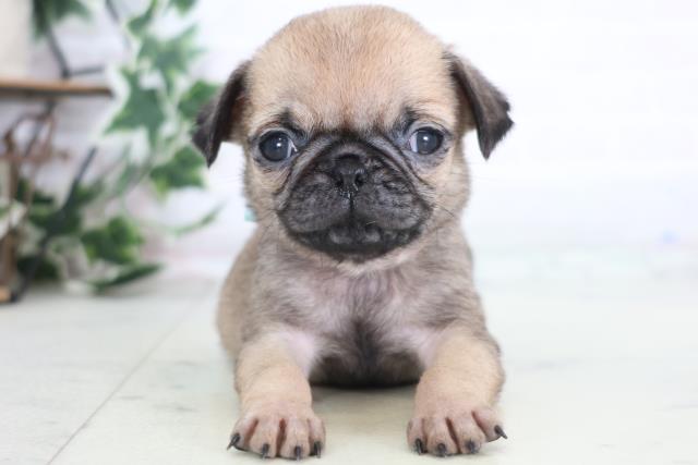 広島県のパグ (Coo&RIKU東広島店/2025年12月20日生まれ/男の子/フォーン)の子犬の1枚目の画像