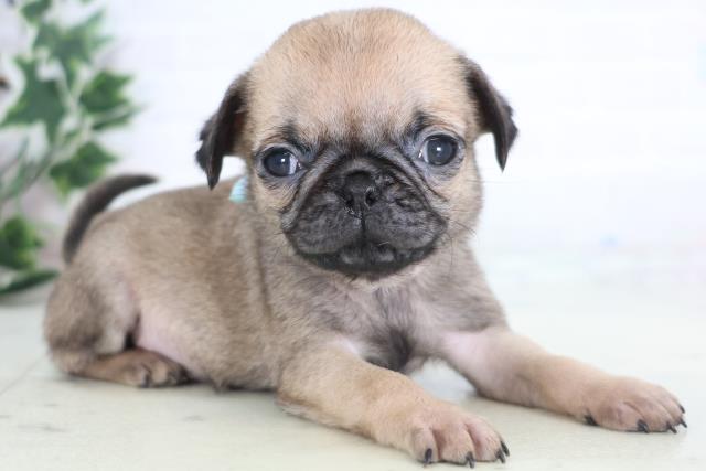 広島県のパグ (Coo&RIKU東広島店/2025年12月20日生まれ/男の子/フォーン)の子犬の2枚目の画像