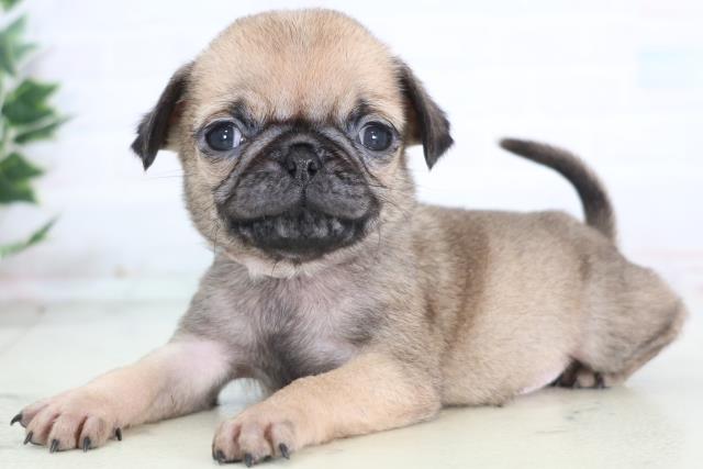 広島県のパグ (Coo&RIKU東広島店/2025年12月20日生まれ/男の子/フォーン)の子犬の3枚目の画像