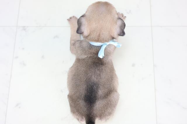 広島県のパグ (Coo&RIKU東広島店/2025年12月20日生まれ/男の子/フォーン)の子犬の4枚目の画像