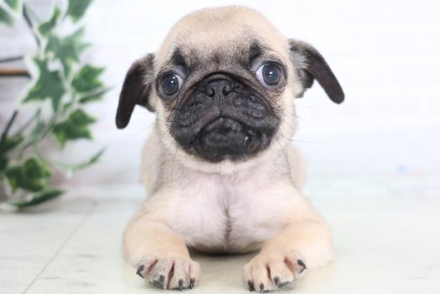 香川県のパグ (Coo&RIKU高松上福岡店/2025年12月20日生まれ/男の子/フォーン)の子犬の1枚目の画像