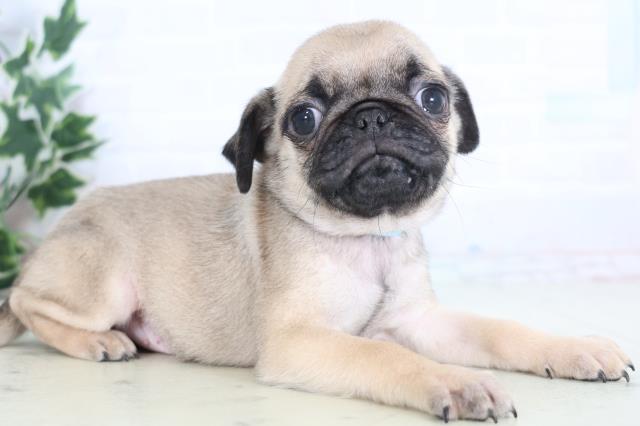 香川県のパグ (Coo&RIKU高松上福岡店/2025年12月20日生まれ/男の子/フォーン)の子犬の2枚目の画像