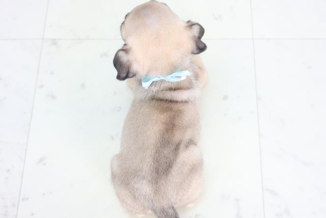 香川県のパグ (Coo&RIKU高松上福岡店/2025年12月20日生まれ/男の子/フォーン)の子犬の4枚目の画像