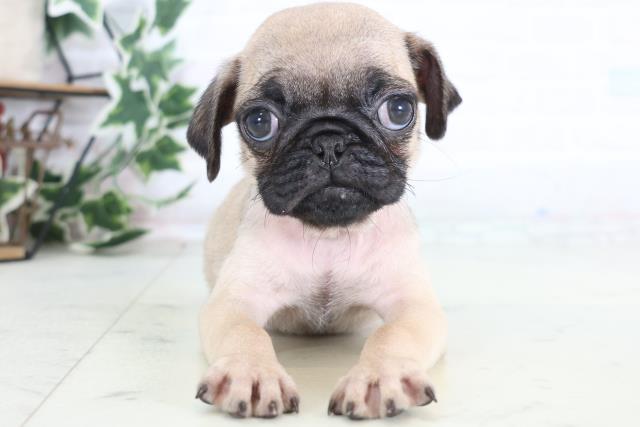 高知県のパグ (Coo&RIKU高知御座店/2025年12月20日生まれ/女の子/フォーン)の子犬の1枚目の画像