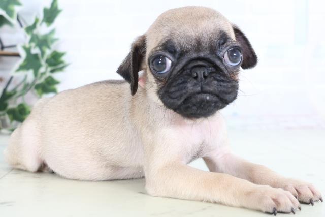 高知県のパグ (Coo&RIKU高知御座店/2025年12月20日生まれ/女の子/フォーン)の子犬の2枚目の画像