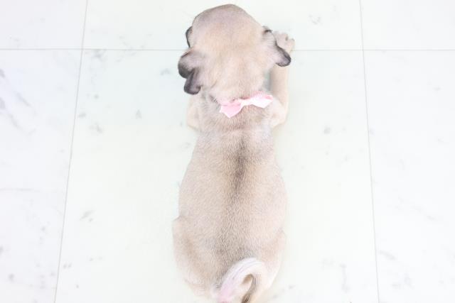 高知県のパグ (Coo&RIKU高知御座店/2025年12月20日生まれ/女の子/フォーン)の子犬の4枚目の画像