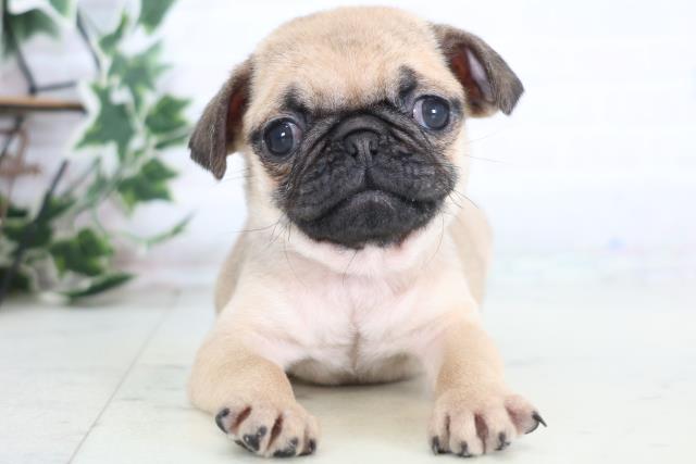 愛媛県のパグ (Coo&RIKU愛媛松山店/2025年12月20日生まれ/女の子/フォーン)の子犬の1枚目の画像