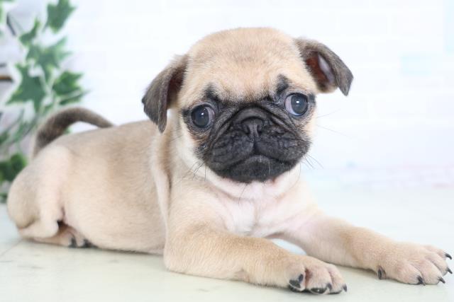 愛媛県のパグ (Coo&RIKU愛媛松山店/2025年12月20日生まれ/女の子/フォーン)の子犬の2枚目の画像