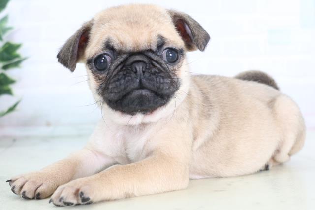 愛媛県のパグ (Coo&RIKU愛媛松山店/2025年12月20日生まれ/女の子/フォーン)の子犬の3枚目の画像