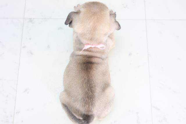 愛媛県のパグ (Coo&RIKU愛媛松山店/2025年12月20日生まれ/女の子/フォーン)の子犬の4枚目の画像