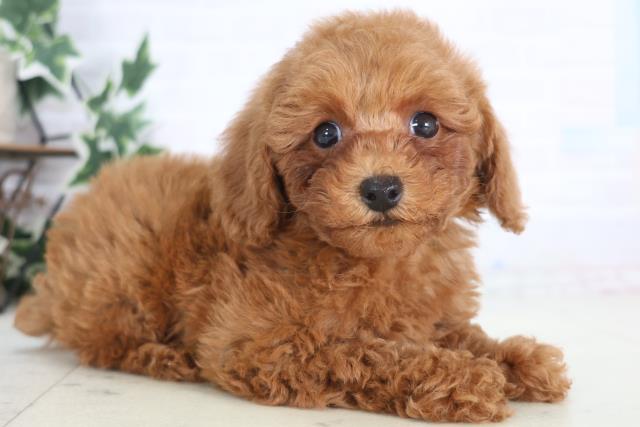 広島県のトイプードル(トイ) (Coo&RIKU東広島店/2025年12月20日生まれ/男の子/アプリコット)の子犬の2枚目の画像