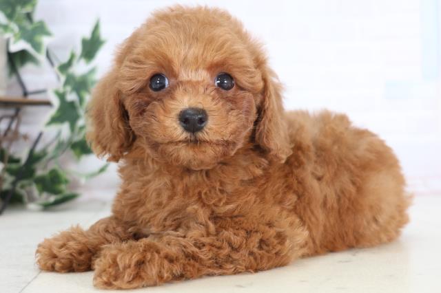 広島県のトイプードル(トイ) (Coo&RIKU東広島店/2025年12月20日生まれ/男の子/アプリコット)の子犬の3枚目の画像