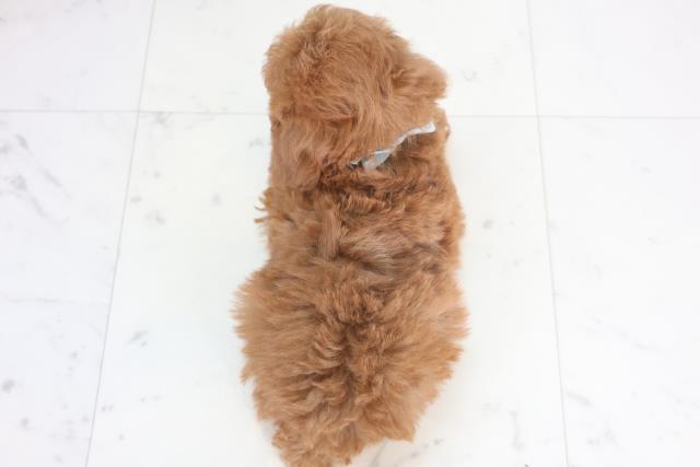 広島県のトイプードル(トイ) (Coo&RIKU東広島店/2025年12月20日生まれ/男の子/アプリコット)の子犬の4枚目の画像