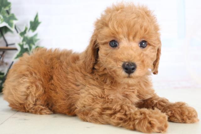 鳥取県のトイプードル(トイ) (Coo&RIKUラ・ムー鳥取東店/2025年12月20日生まれ/男の子/アプリコット)の子犬の2枚目の画像