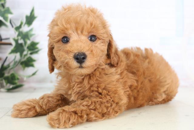 鳥取県のトイプードル(トイ) (Coo&RIKUラ・ムー鳥取東店/2025年12月20日生まれ/男の子/アプリコット)の子犬の3枚目の画像