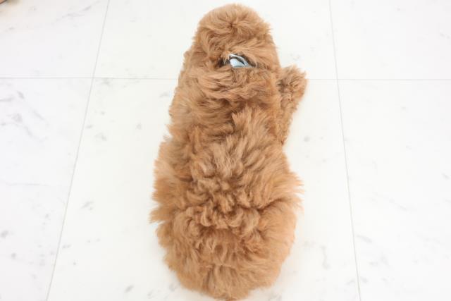 鳥取県のトイプードル(トイ) (Coo&RIKUラ・ムー鳥取東店/2025年12月20日生まれ/男の子/アプリコット)の子犬の4枚目の画像